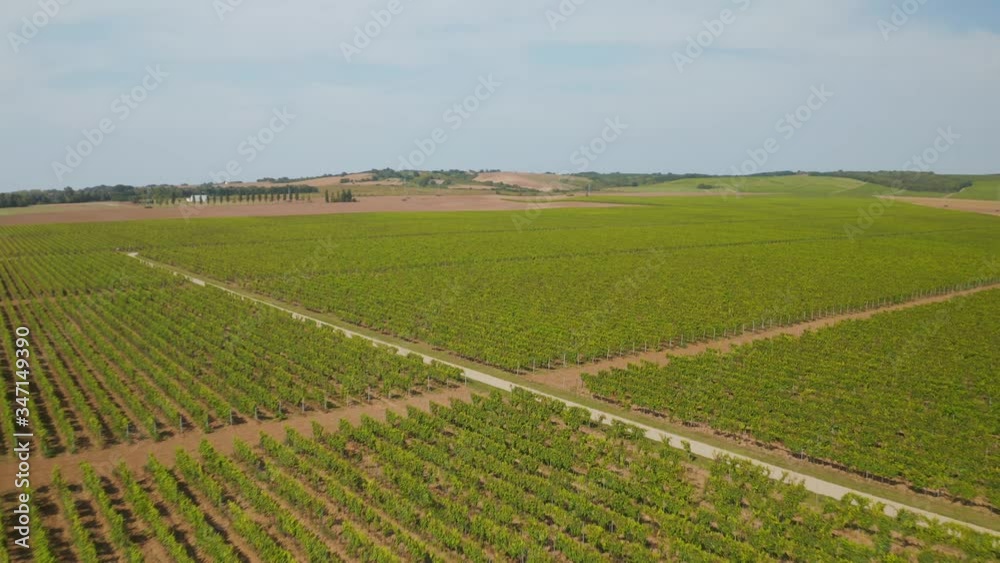 Aerial drone view of the vineyards field near Beli Manastir in Slavonia, Croatia Aerial drone view of the vineyards field near Beli Manastir in Slavonia, Croatia
