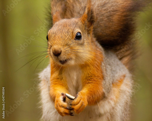 red squirrel is staring at you © Tia Gata