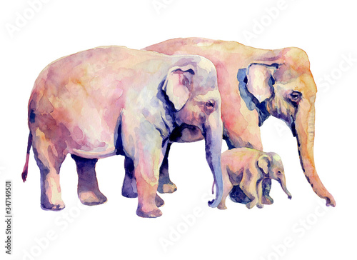 Photography A family of Asian elephants