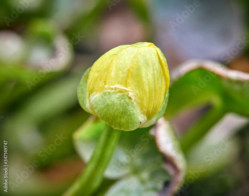yellow flowers with leaves on a background of grass. spring. flowering.
