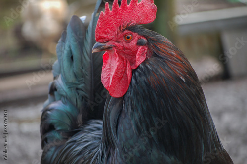 portrait of a black rooster