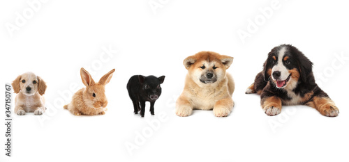 Collage with different adorable baby animals on white background. Banner design