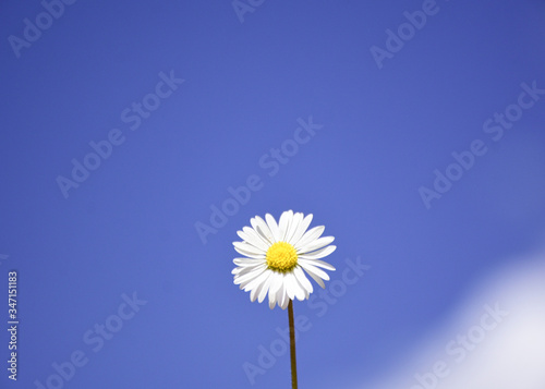 beautiful daisy over blue sky