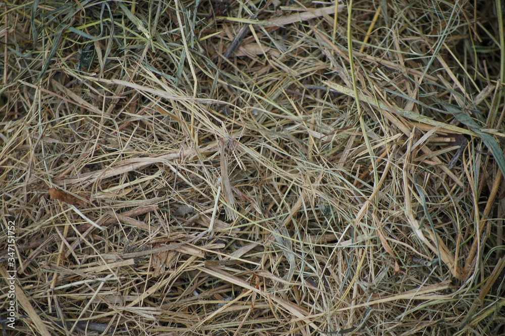 dry grass background