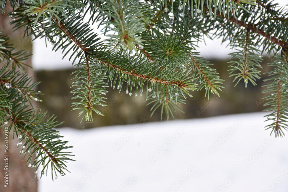 Trees and their leaves in the snow