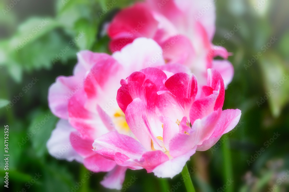 Peony