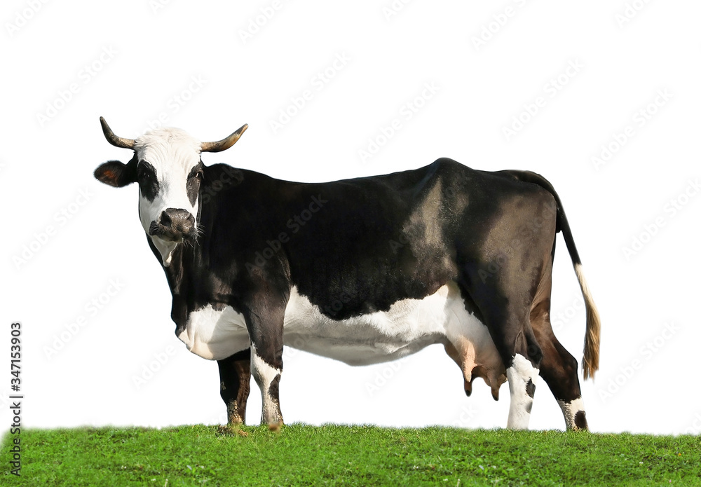 Beautiful cow on green grass against white background. Animal husbandry