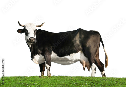 Beautiful cow on green grass against white background. Animal husbandry