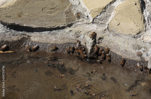 Bees drink water from a pond in the garden on a hot day in the spring. Close-up.