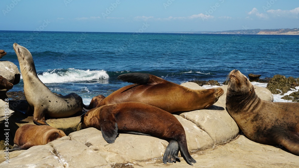 Fototapeta premium sea lions at the coast of la jolla in San Diego California