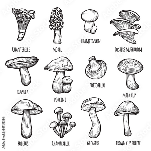 Chanterelle, morel, champignon, oysters, russula, porcini, portobello, milk cup, boletus, greasers, brown cup bolete.
