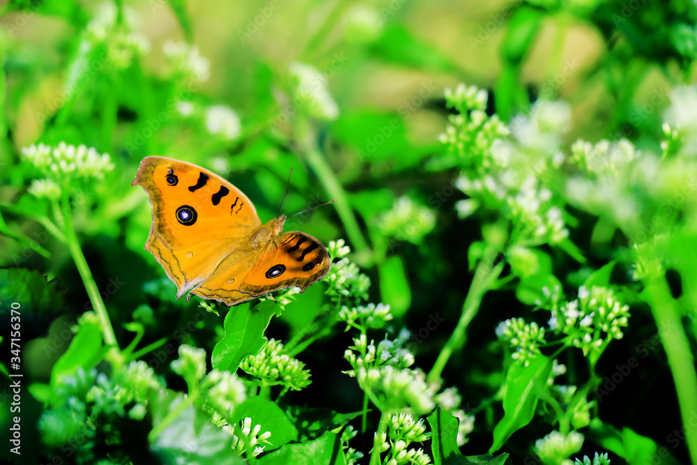 Beautiful Butterfly and the jungle flower Beautiful Butterfly and the jungle flower