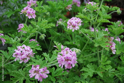 Outdoor Citronella Plant with Floral