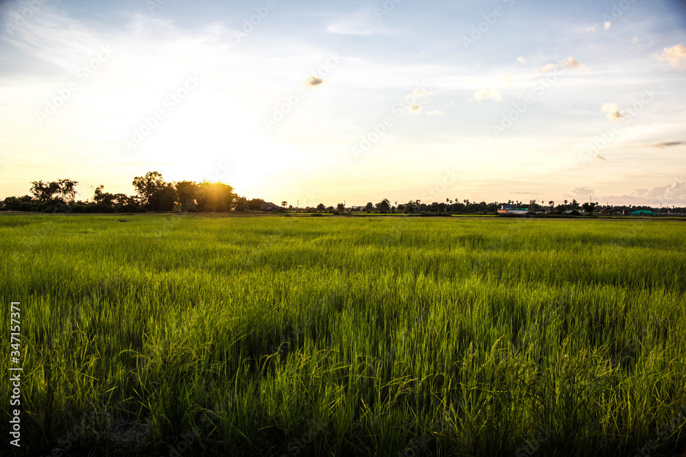 Sunset at the rice paddy field