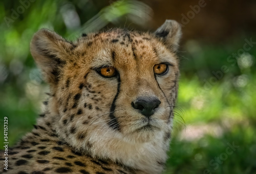Gepard Porträt