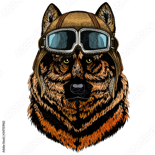 Sheepherd dog, sheepdog portrait. Head of pet. Animal face. Vintage aviator helmet with googles.
