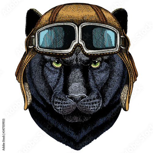 Black panther, puma. Head of animal. Wild cat portrait. Vintage aviator helmet with googles.
