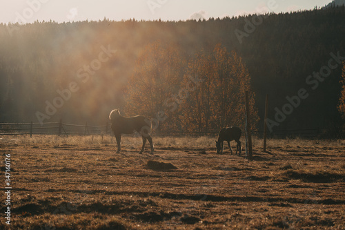 Wild horses walk in a field near the forest © Daniel