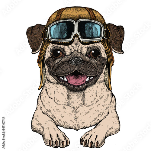 Pug. Cute animal portrait. Dog head. Vintage aviator helmet with googles. photo