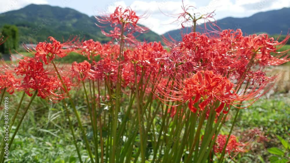 Red spider lily - Lycoris radiata - is bloom beside a paddy fields in Fukuoka. without sounds Red spider lily - Lycoris radiata - is bloom beside a paddy fields in Fukuoka. without sounds