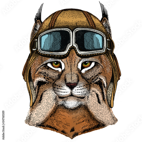 Lynx, bobcat, trot portrait. Head of wild cat. Animal face. Vintage aviator helmet with googles.