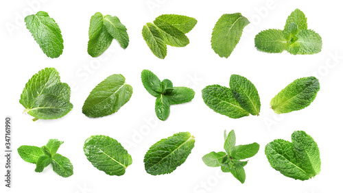 Set with green leaves of fresh mint on white background