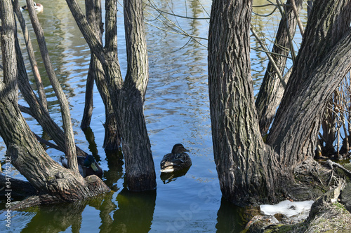 Duck between the trees