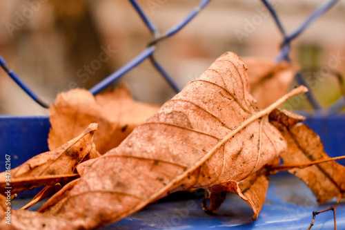 autumn leaves on the ground
