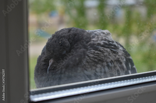 Pigeon on the windowsill