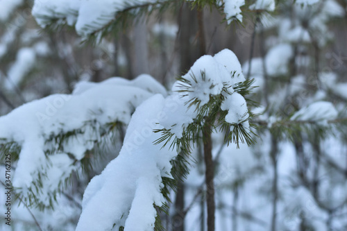 snow covered trees