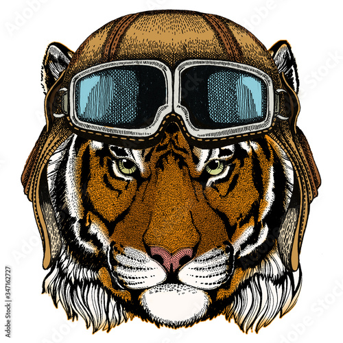 Tiger portrait. Wild cat head. Vintage aviator helmet with googles.