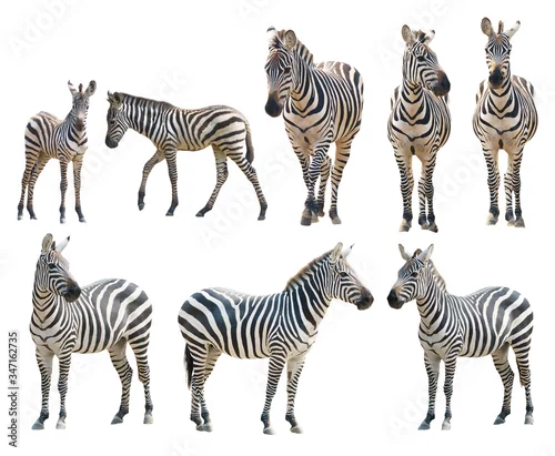 Fototapeta na wymiar zebra isolated on white background