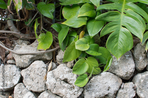 南国の植物と石垣