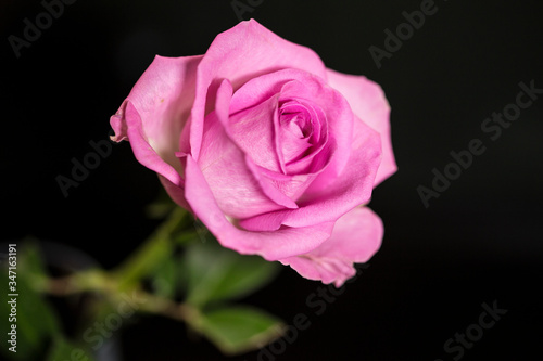 Pink Rose on black background
