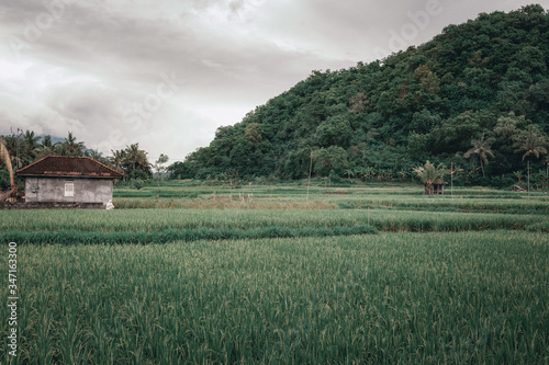 Traditional landscape of Southeast Asia: rice fields.