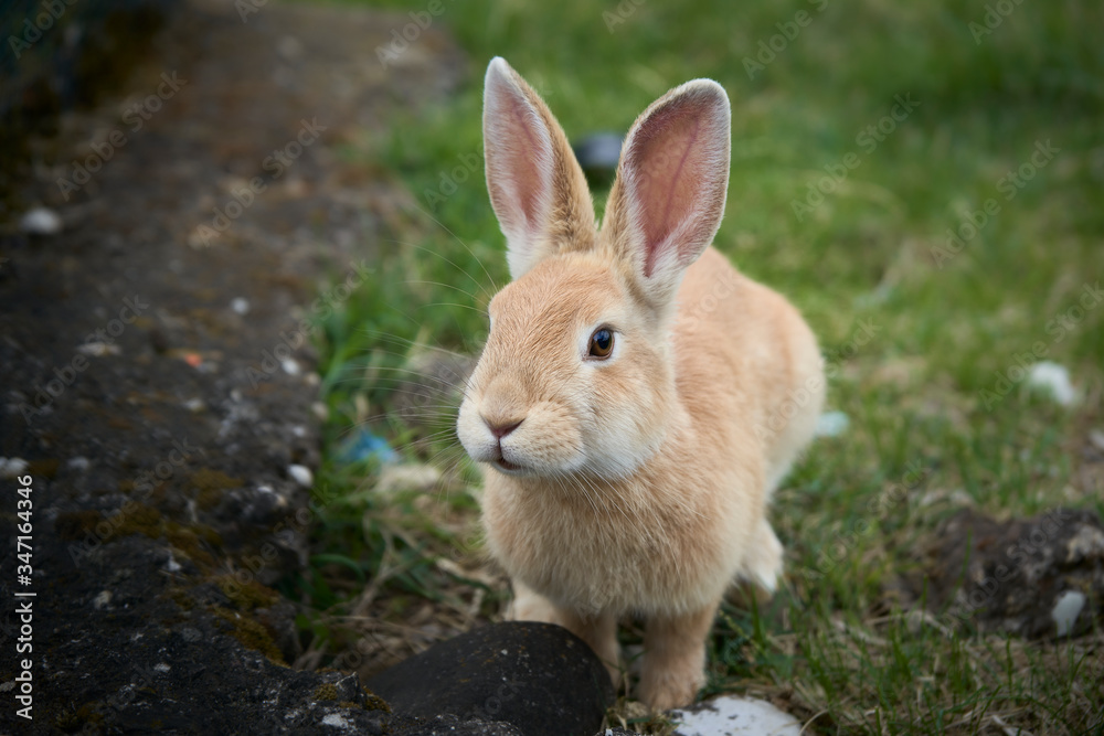 Rabbit in the garden Rabbit in the garden