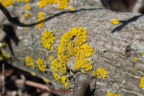 Lichens, green fungi and blue algae, as growths on the bark of trees and logs from high humidity in the spring, after the winter period and rainy days