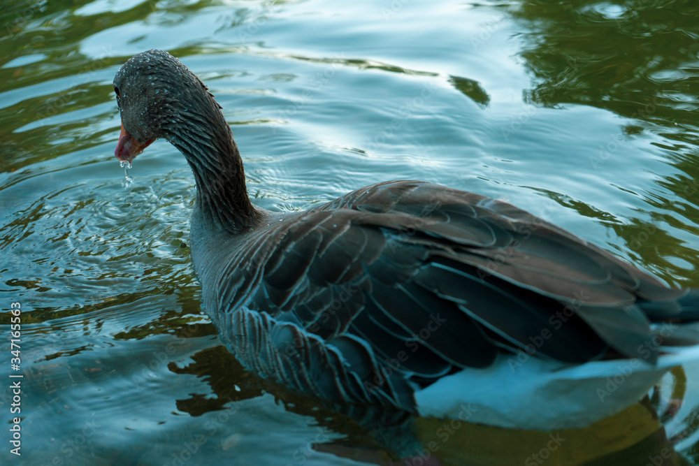 Fototapeta premium Duck in a pond. The duck is soaking with its head resting on the water. Green, brown, yellow and white duck. Whole brown duck swims in the pond. It has wet feathers.