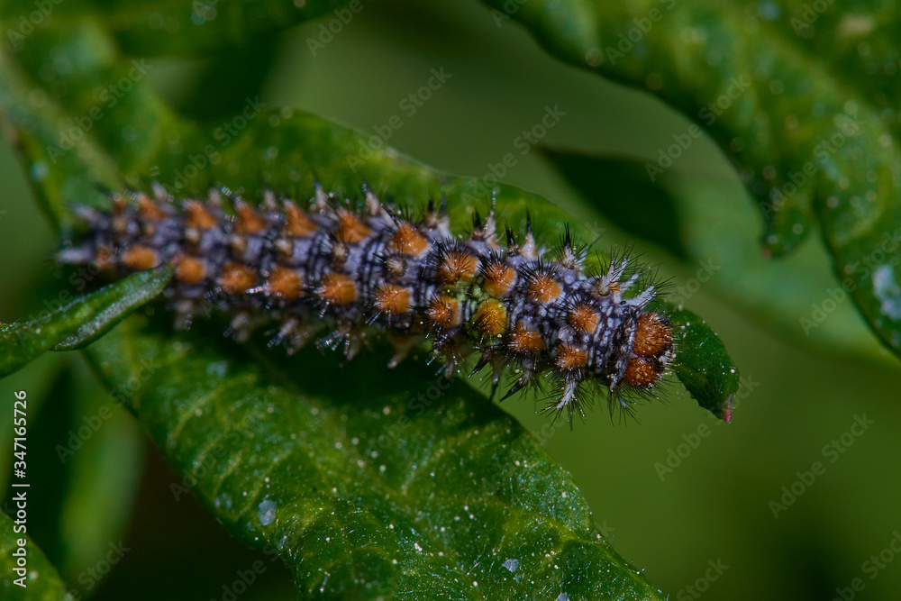 Fototapeta premium Close-up of a caterpillar