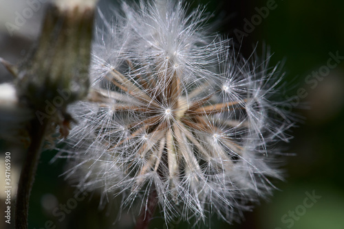 Close-up of a dandelion