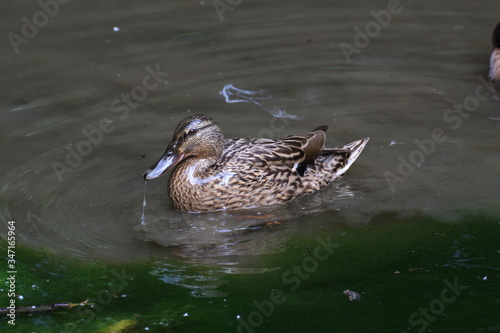 Duck in a pond. The duck is soaking with its head resting on the water. Green, brown, yellow and white duck. Whole brown duck swims in the pond. It has wet feathers.