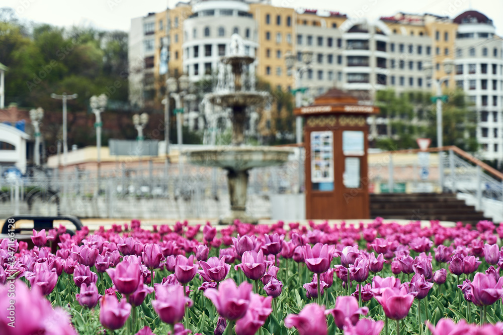 resort Kislovodsk in Russia. Wet purple flowers after the rain. In the background is an information booth, a fan and a building. Quarantine in Russia, empty streets of the resort town. resort Kislovodsk in Russia. Wet purple flowers after the rain. In the background is an information booth, a fan and a building. Quarantine in Russia, empty streets of the resort town.