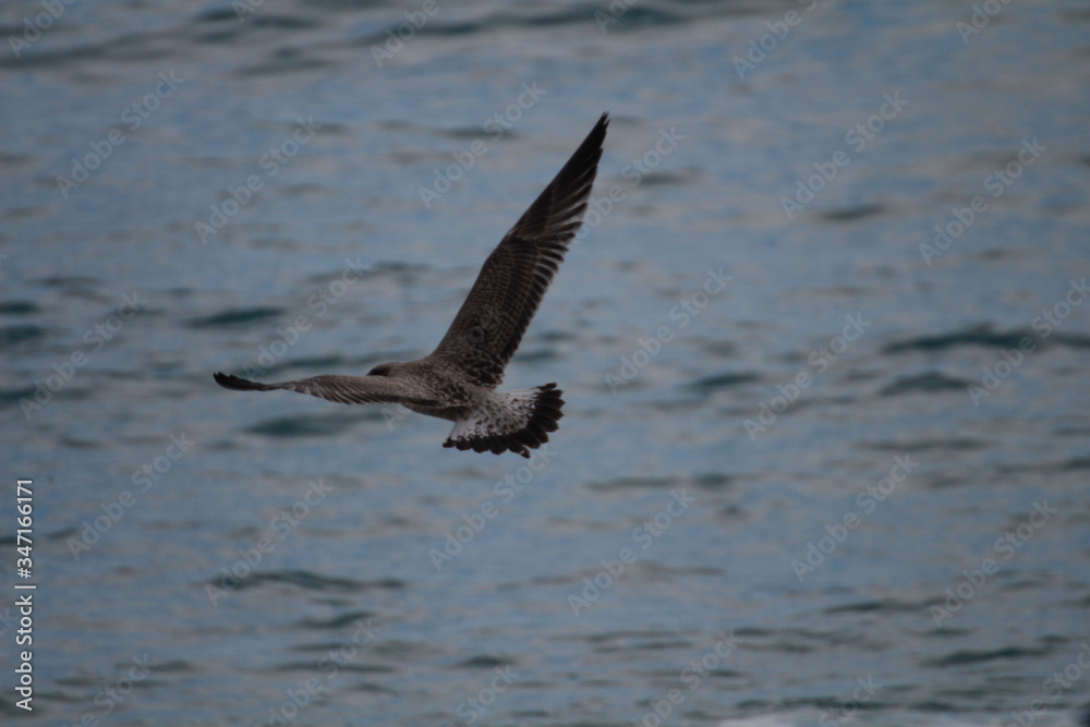 Male seagull standing perched on a covered boat in the middle of the city. Female seagull flying over the sea looking for fish to eat. Male seagull standing perched on a covered boat in the middle of the city. Female seagull flying over the sea looking for fish to eat.