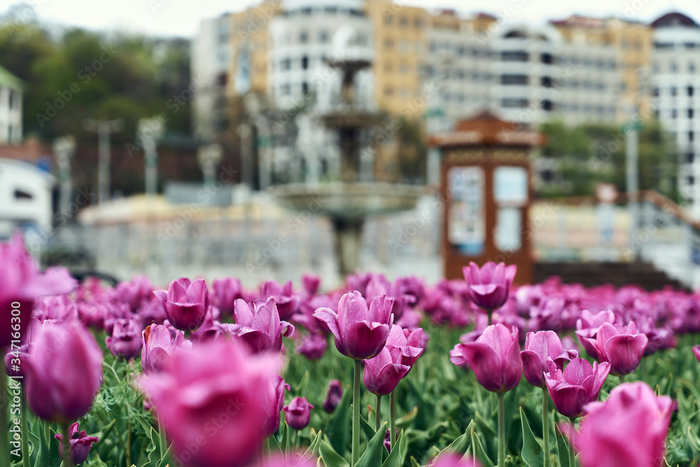 resort Kislovodsk in Russia. Wet purple flowers after the rain. In the background is an information booth, a fan and a building. Quarantine in Russia, empty streets of the resort town. resort Kislovodsk in Russia. Wet purple flowers after the rain. In the background is an information booth, a fan and a building. Quarantine in Russia, empty streets of the resort town.