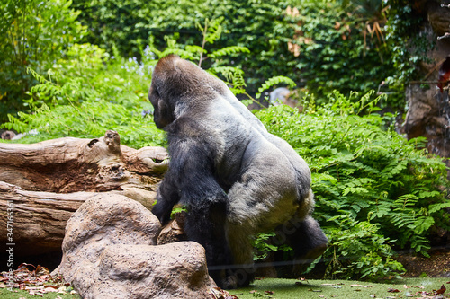 Fototapeta Naklejka Na Ścianę i Meble -  Big black gorilla (male) in a wild world jungle