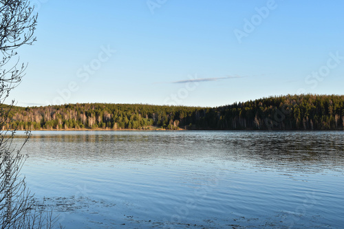 lake in the forest