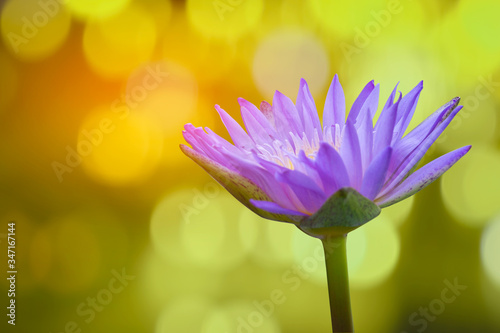 Beautiful pink lotus flowers on blue background