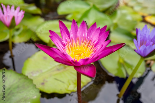Red lotus flower with yellow color in the pool. A beautiful lotus flower in a water pot with green leaf.