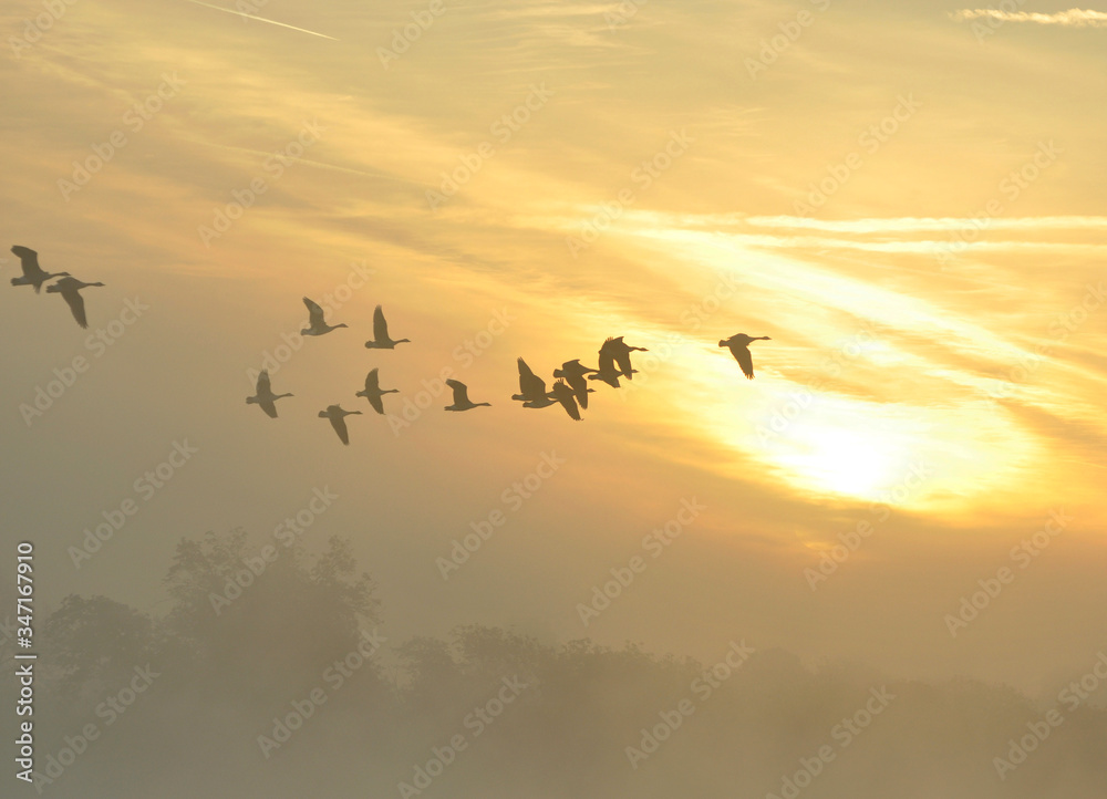 The Canada goose Branta canadensis in sunrise colours The Canada goose Branta canadensis in sunrise colours