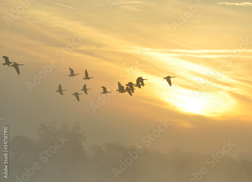 The Canada goose Branta canadensis in sunrise colours